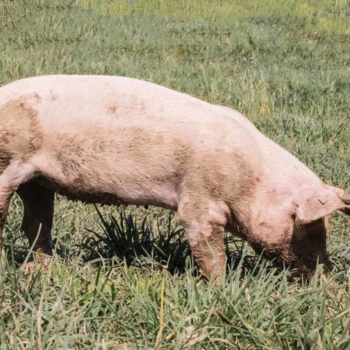 cochon